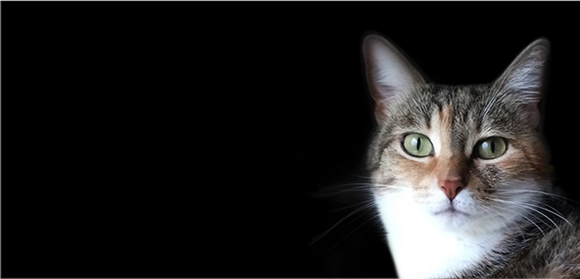 Chat