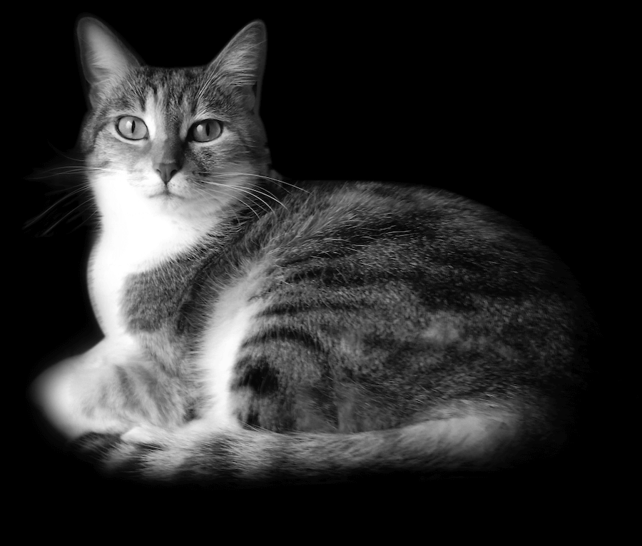 header-chat2.png